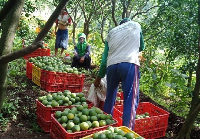 harga jeruk baby java Nganjuk